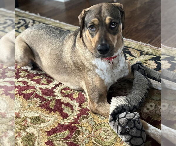 Medium Photo #2 Labrador Retriever-Unknown Mix Puppy For Sale in Canton, CT, USA