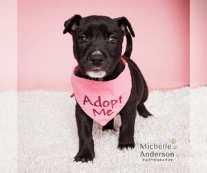 Mutt Dogs for adoption in Corona, CA, USA