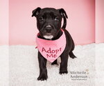 A165863 - Female Mutt Dog for Adoption - Small photo