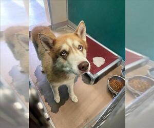 - Mix Dogs for adoption in Texas City, TX, USA