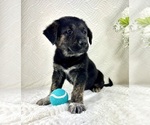 Small #3 Golden Shepherd