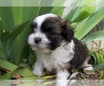 Small Photo #5 Shih Tzu Puppy For Sale in SMITHVILLE, TX, USA