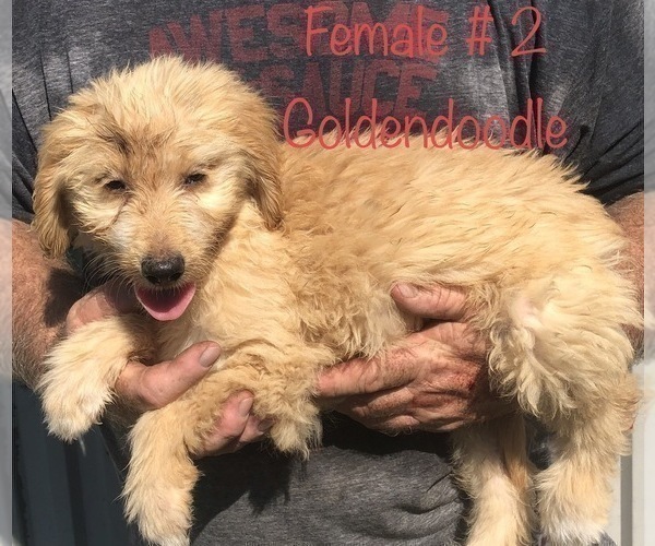 Medium Photo #2 Goldendoodle Puppy For Sale in CLINTON, MO, USA