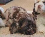 Small #3 Cocker Spaniel
