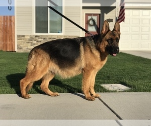 Mother of the German Shepherd Dog puppies born on 05/08/2019