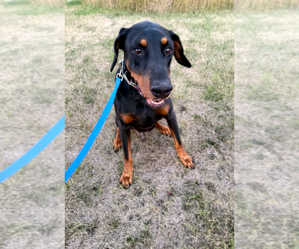 Medium Photo #10 Doberman Pinscher Puppy For Sale in Buffalo, MN, USA