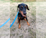 Small #9 Doberman Pinscher