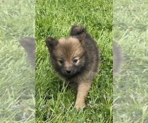 Pomeranian Puppy for sale in CANOGA, NY, USA