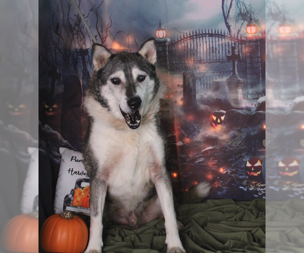 Medium Photo #2 - Mix Puppy For Sale in Crandall, GA, USA