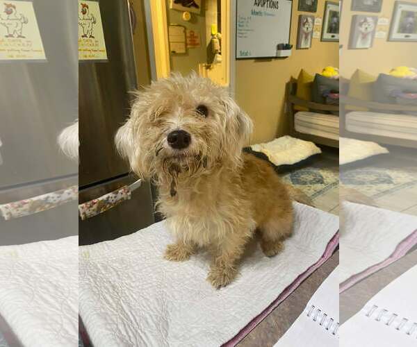 Medium Photo #1 Havanese-Unknown Mix Puppy For Sale in Benton, LA, USA