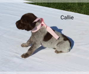 German Shorthaired Pointer Puppy for sale in RAGERSVILLE, OH, USA