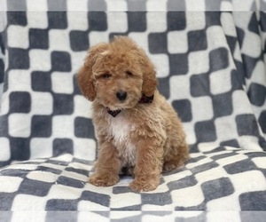 Medium Cavapoo