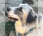 Small Great Pyrenees