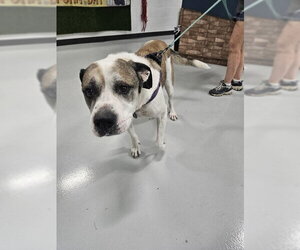 Great Pyrenees-Unknown Mix Dogs for adoption in Temple, TX, USA