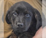 Small #4 Rottweiler Mix