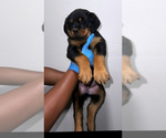 Small Photo #1 Rottweiler Puppy For Sale in BATON ROUGE, LA, USA