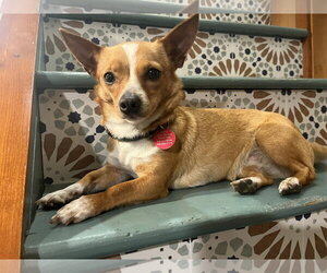 Chihuahua Dogs for adoption in Bellevue, WA, USA