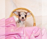 Puppy Demi Chihuahua