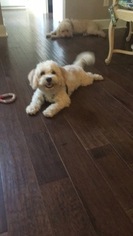 Cavachon Puppy for sale in RALEIGH, NC, USA