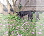 Small #4 Mutt