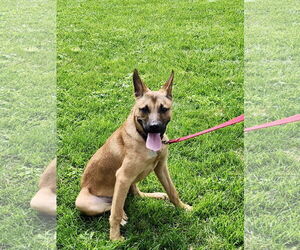 Australian Kelpie-German Shepherd Dog Mix Dogs for adoption in Omaha, NE, USA