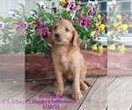 Small Photo #11 Goldendoodle Puppy For Sale in TOPEKA, IN, USA