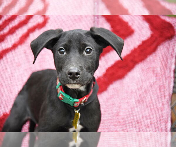 Medium Photo #3 Mutt Puppy For Sale in Sandy, UT, USA