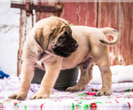 Puppy Darius Mastiff