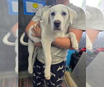 Small #3 Labrador Retriever Mix