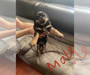Rottweiler Puppy for sale in PITTSBURG, CA, USA