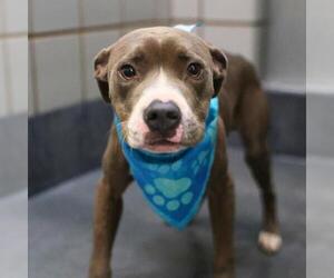 American Staffordshire Terrier-Unknown Mix Dogs for adoption in San Antonio, TX, USA