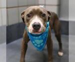 PUPKIN SPICE - Male American Staffordshire Terrier-Unknown Mix Dog for Adoption - Small photo