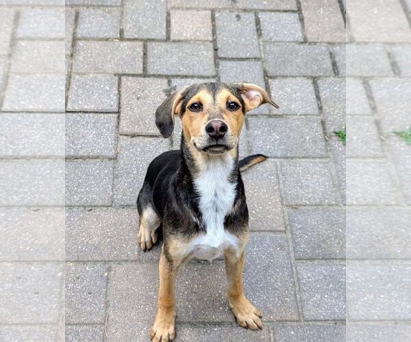 Medium Photo #3 German Pinscher-Unknown Mix Puppy For Sale in Virginia Beach, VA, USA