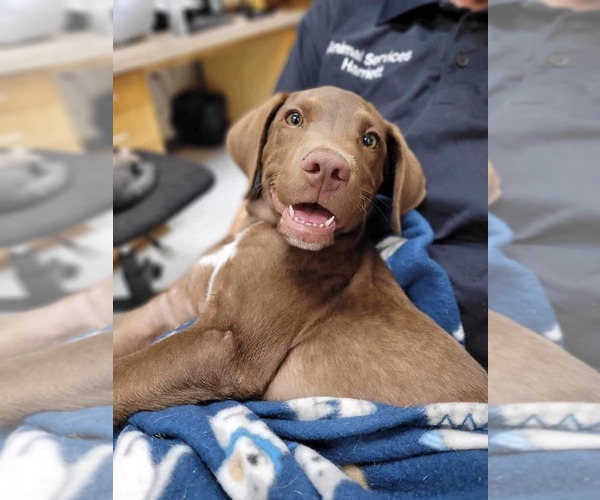 Medium Photo #21 Labrador Retriever-Unknown Mix Puppy For Sale in Holly Springs, NC, USA