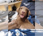Small #20 Labrador Retriever Mix