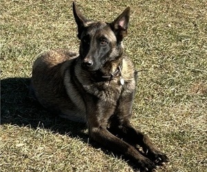 Mother of the Belgian Malinois puppies born on 03/11/2026