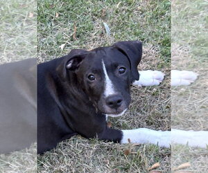 Labrador Retriever-Unknown Mix Dogs for adoption in Rockaway, NJ, USA