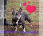 Small Photo #1 French Bulldog Puppy For Sale in Budapest, Budapest, Hungary