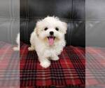 Small Photo #7 Maltese Puppy For Sale in HILO, HI, USA