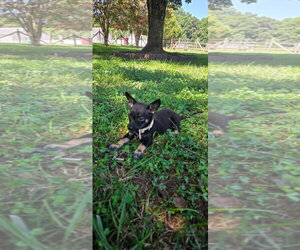 Chihuahua Dogs for adoption in Kannapolis, NC, USA
