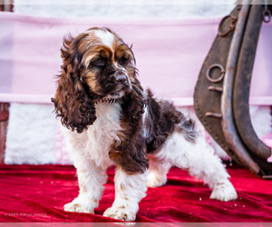 Cocker Spaniel Puppy for sale in WAKARUSA, IN, USA