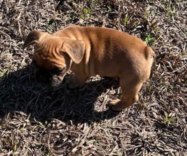 Medium Photo #3 French Bulldog Puppy For Sale in MAYO, FL, USA
