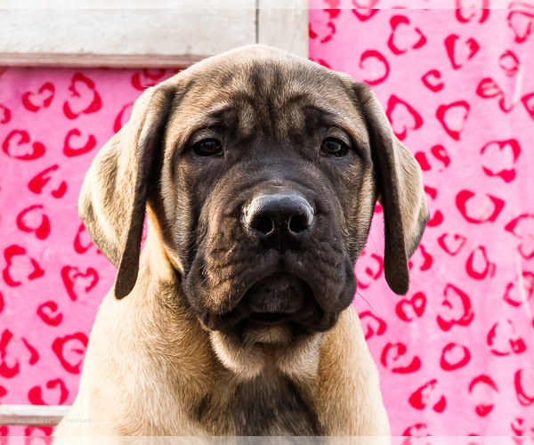 Medium Photo #25 Mastiff Puppy For Sale in WAKARUSA, IN, USA