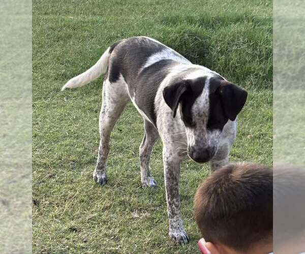 Medium Photo #1 Mutt Puppy For Sale in Royse City , TX, USA
