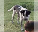 Small Mutt