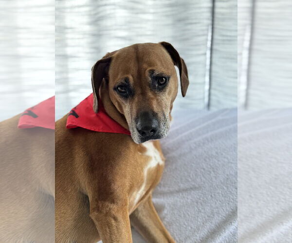 Medium Photo #4 Mutt Puppy For Sale in Oakhurst, NJ, USA
