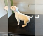 Puppy Luna Bullypit-English Bulldog Mix