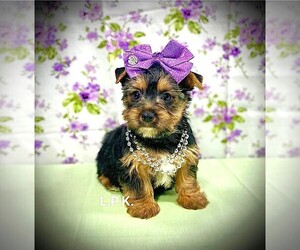 Yorkshire Terrier Puppy for sale in WINNSBORO, LA, USA