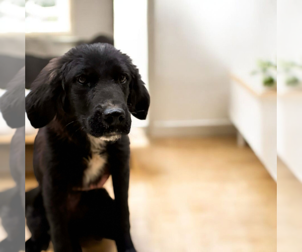 Medium Photo #3 Mutt Puppy For Sale in Vail, AZ, USA