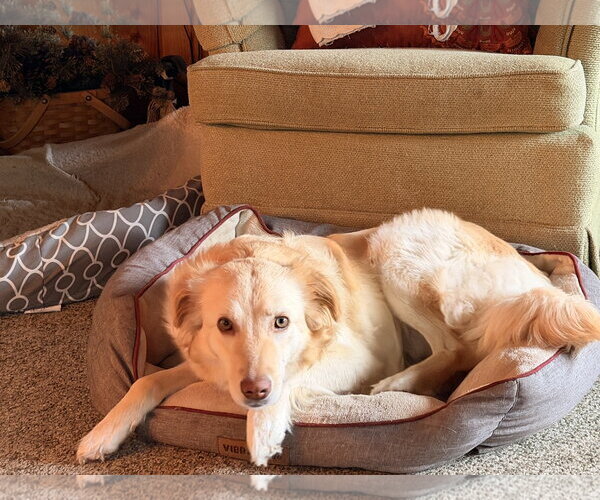 Medium Photo #2 Golden Retriever-Unknown Mix Puppy For Sale in Brooklyn Center, MN, USA